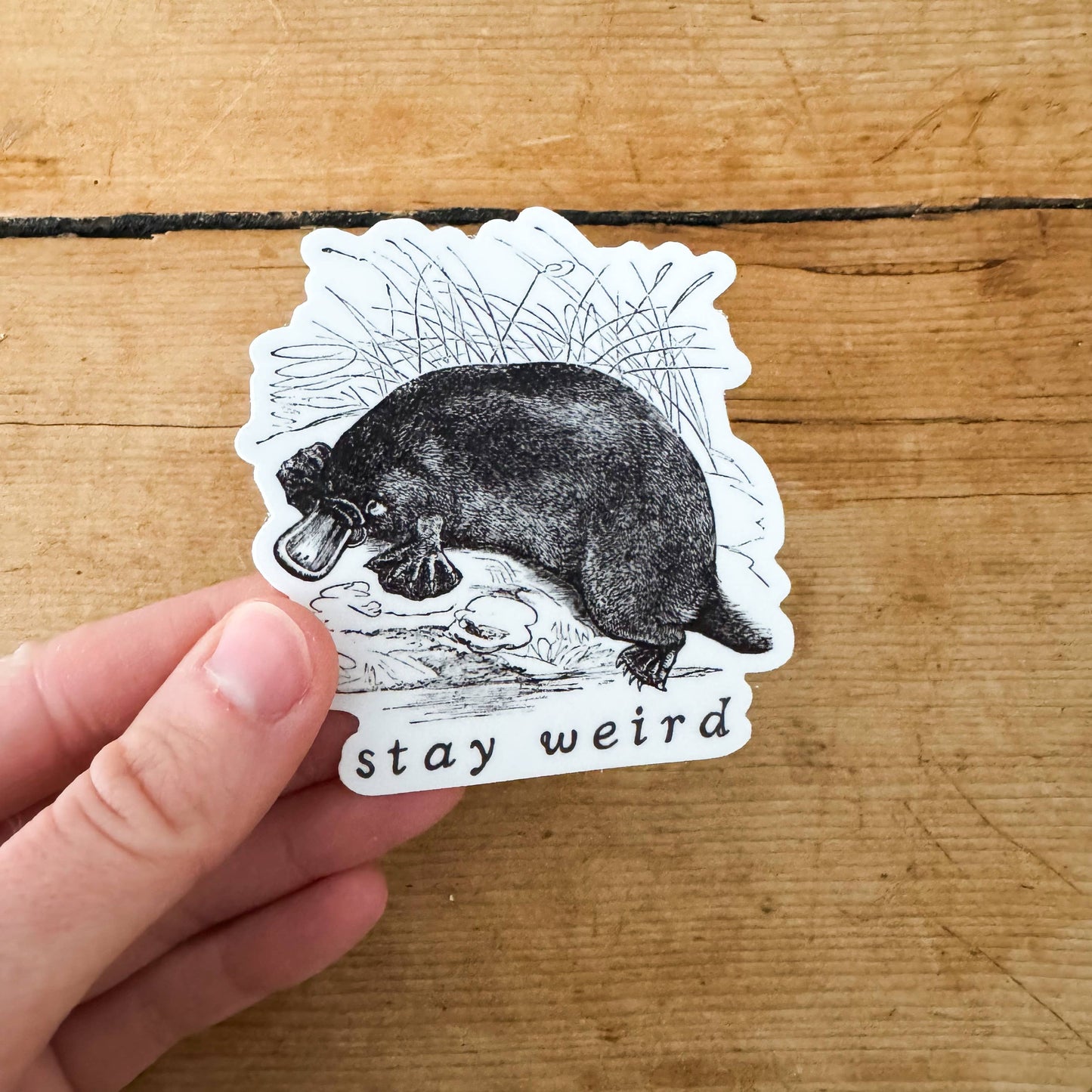 Stay Weird Vinyl Platypus Sticker