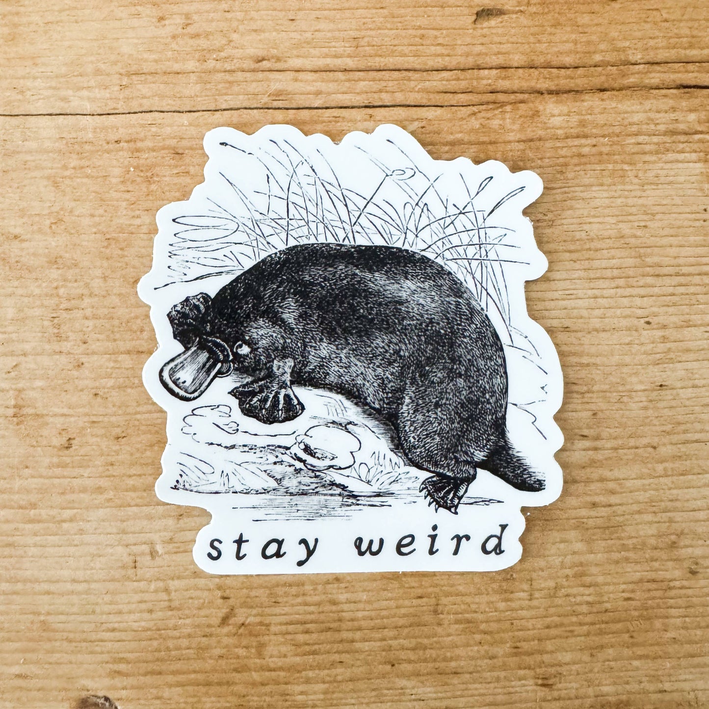 Stay Weird Vinyl Platypus Sticker