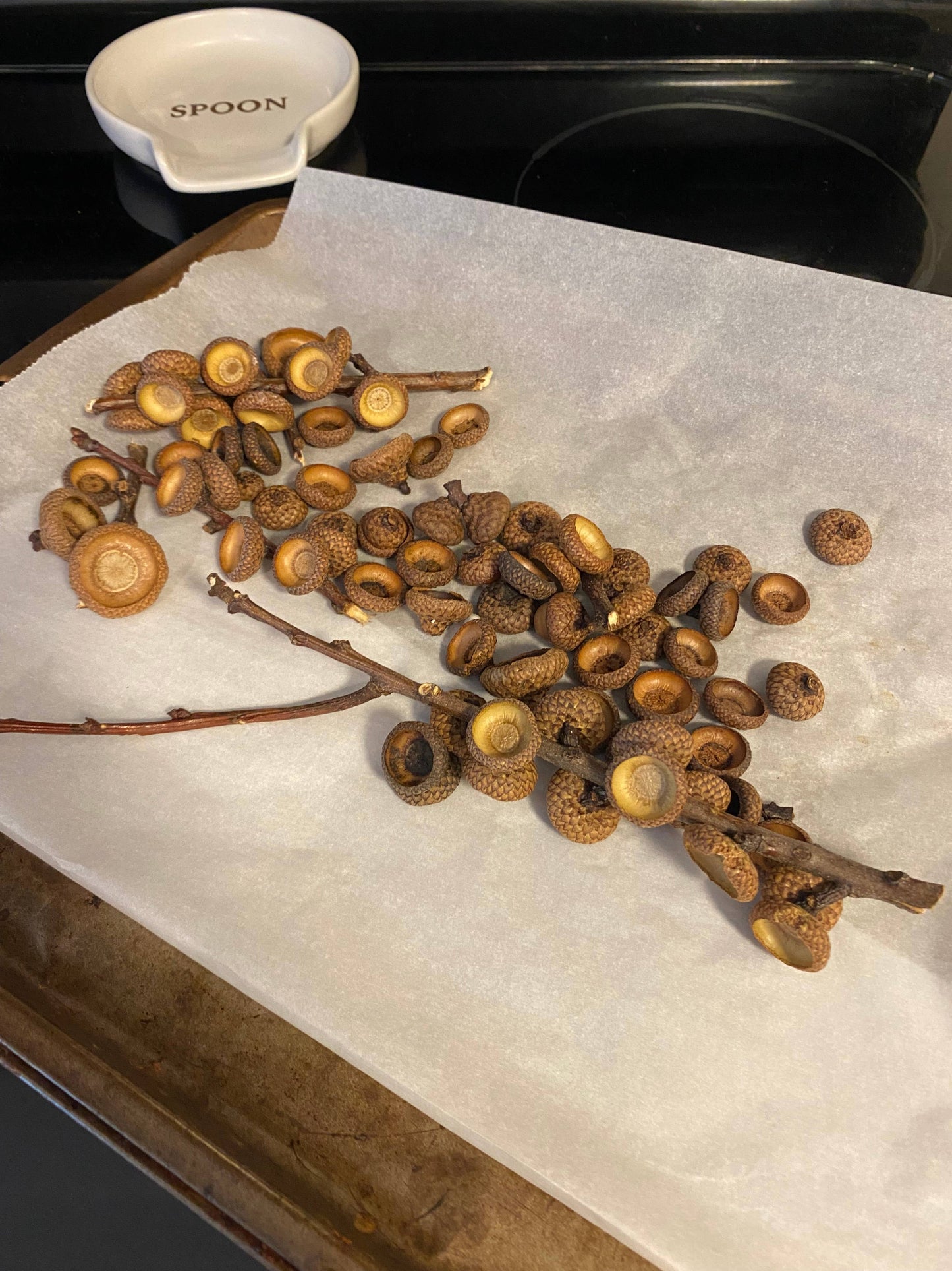 Fall Magnets/ Handmade Acorn & Wood Slices