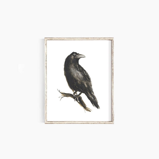 Raven: 8x10”