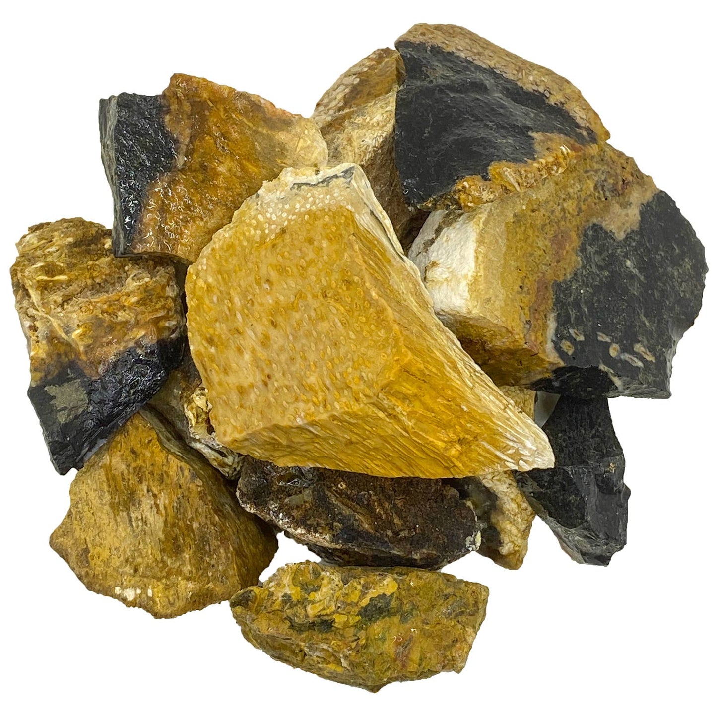 Rough Palm Root - Indonesia - Raw Natural Stones (1 lb)